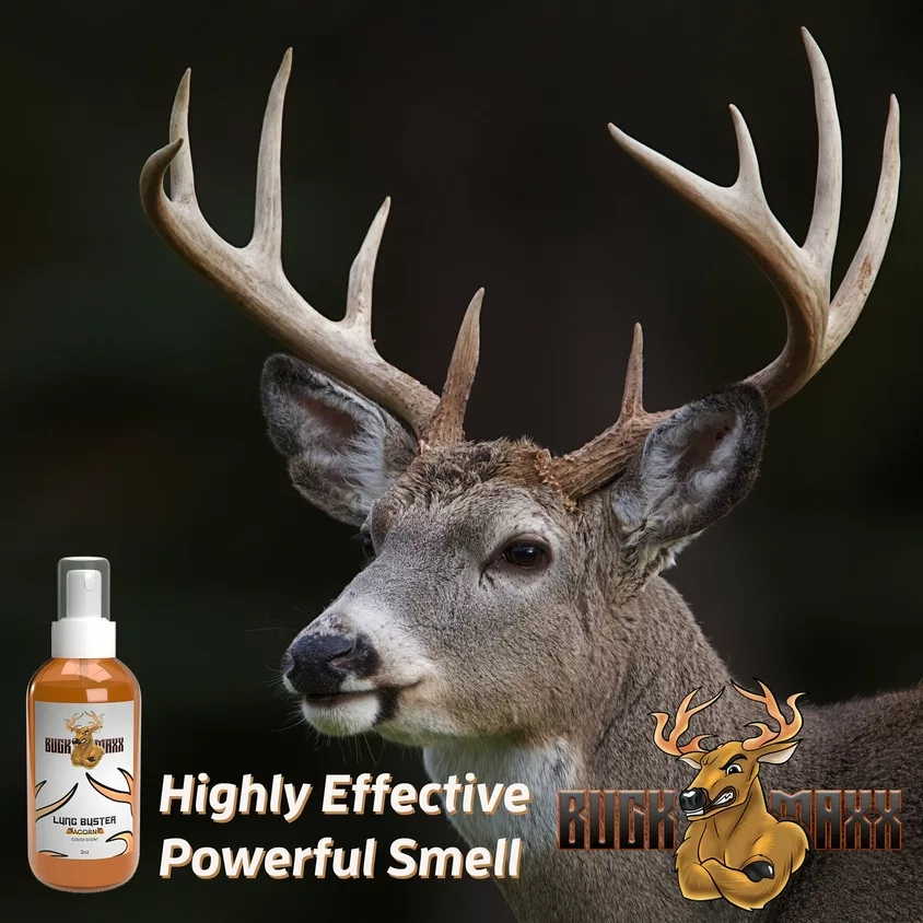 Deer eat corn. Deer smell well. Soak the air with a fresh corn spray